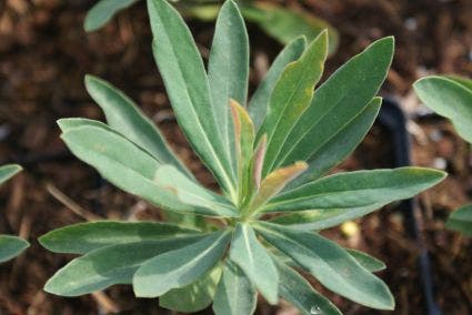  Wolfsmelk (Euphorbia Martinii)