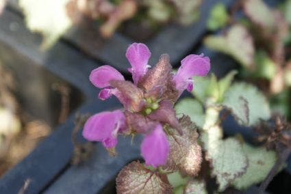  Dovenetel (Lamium Maculatum 'Beacon Silver')