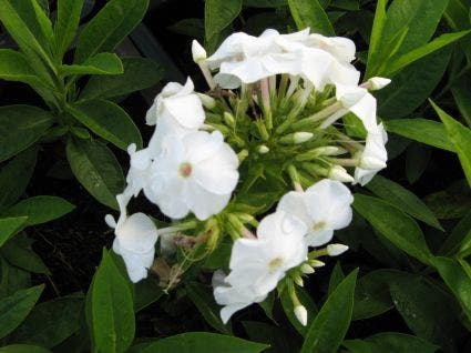  Vlambloem (Phlox Paniculata 'David')