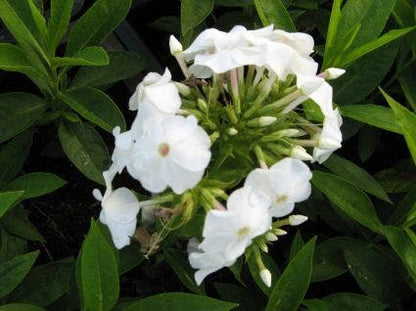  Vlambloem (Phlox Paniculata 'David')