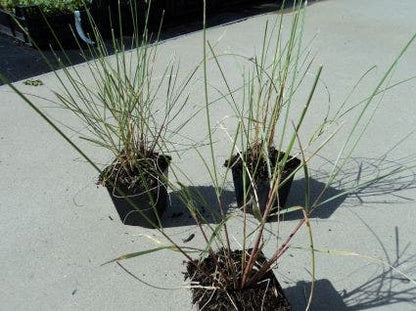  Helmgras (Ammophila Arenaria)