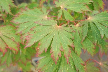  Japanse Esdoorn (Acer Japonicum 'Aconitifolium')