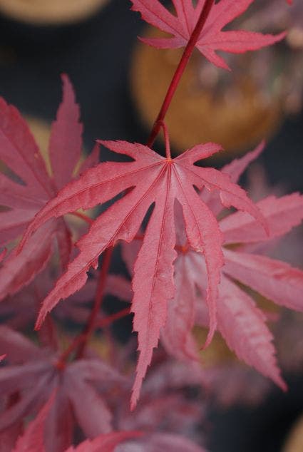  Japanse Esdoorn (Acer Palmatum 'Bloodgood')