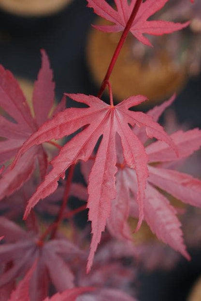  Japanse Esdoorn (Acer Palmatum 'Bloodgood')