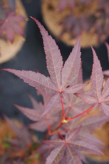  Japanse Esdoorn (Acer Palmatum 'Bloodgood')