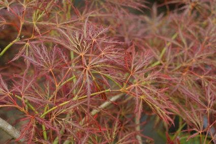  Japanse Esdoorn (Acer Palmatum 'Ornatum')