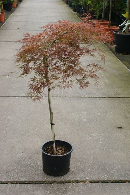  Japanse Esdoorn (Acer Palmatum 'Ornatum')