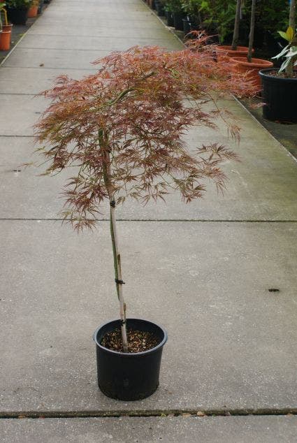  Japanse Esdoorn (Acer Palmatum 'Ornatum')