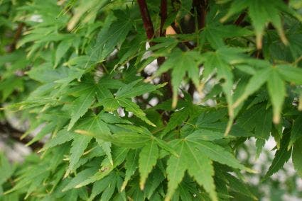  Japanse Esdoorn (Acer Palmatum 'Sangokaku')