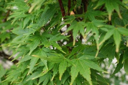  Japanse Esdoorn (Acer Palmatum 'Sangokaku')