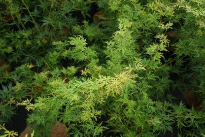  Japanse Esdoorn (Acer Palmatum 'Seiryu')