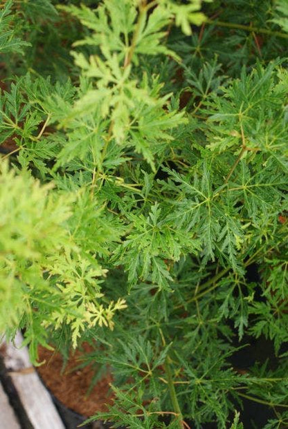  Japanse Esdoorn (Acer Palmatum 'Seiryu')