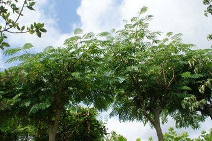  Perzische Slaapboom Als Struik (Albizia Julibrissin 'Ombrella')