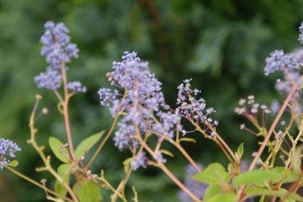  Amerikaanse Sering (Ceanothus 'Gloire De Versailles')