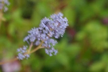  Amerikaanse Sering (Ceanothus 'Gloire De Versailles')