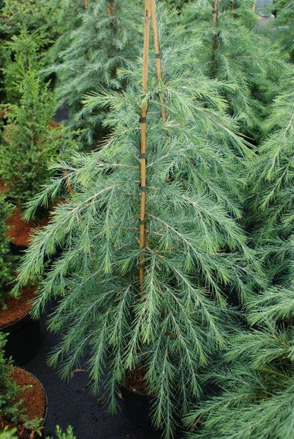  Himalayaceder (Cedrus Deodara)