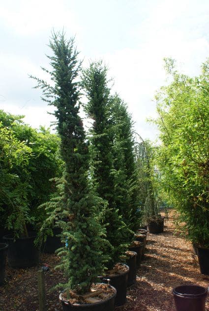  Zuilvormige Ceder (Cedrus Libani 'Fastigiata')