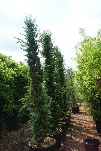  Zuilvormige Ceder (Cedrus Libani 'Fastigiata')