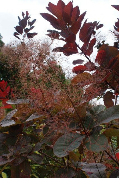  Pruikenboom (Cotinus 'Grace')