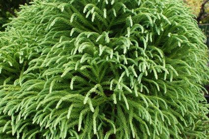  Sikkelden (Cryptomeria Japonica 'Elegans')