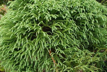 Sikkelden Op Stam (Cryptomeria Japonica 'Globosa Nana')