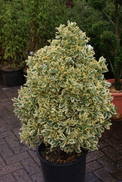  Kardinaalshoed Als Pyramide (Euonymus Japonicus 'Bravo')