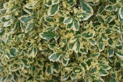  Kardinaalshoed Als Pyramide (Euonymus Japonicus 'Bravo')