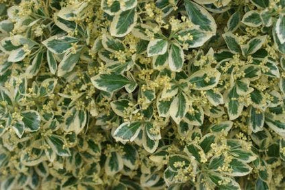  Kardinaalshoed Als Pyramide (Euonymus Japonicus 'Bravo')