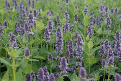  Dropplant (Agastache 'Blue Fortune')