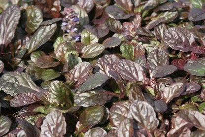  Zenegroen (Ajuga Reptans 'Atropurpurea')
