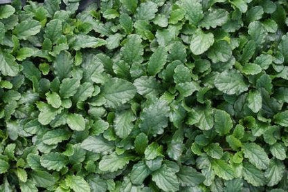  Zenegroen (Ajuga Reptans) BIO