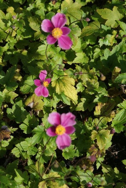  Japanse Anemoon (Anemone Hupehensis 'Splendens')