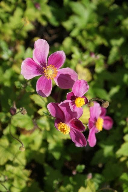  Japanse Anemoon (Anemone Hupehensis 'Splendens')