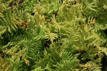  Wijfjesvaren (Athyrium Filix-femina)