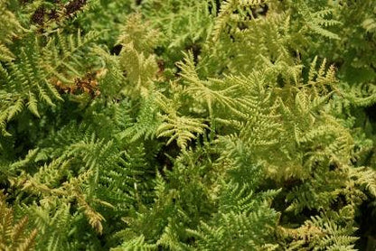  Wijfjesvaren (Athyrium Filix-femina)