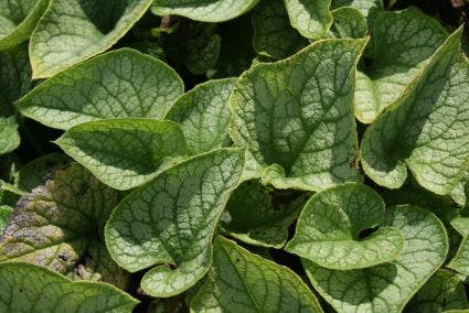  Kaukasische Vergeet-mij-niet (Brunnera Macrophylla 'Jack Frost')