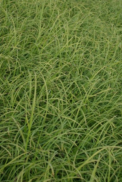  Morgenster (Carex Grayi)