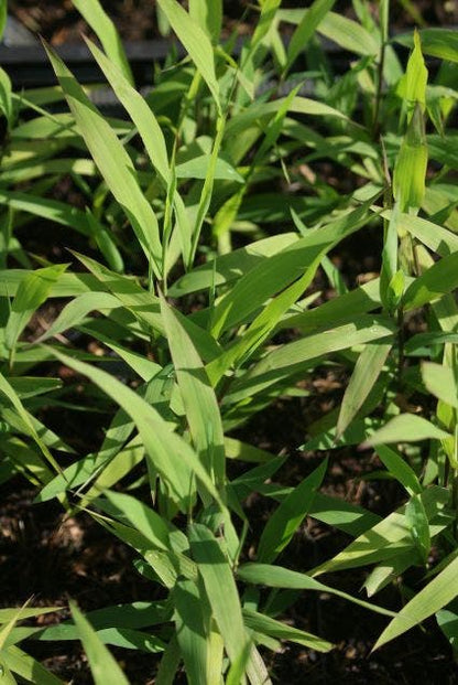  Plataargras (Chasmanthium Latifolium)