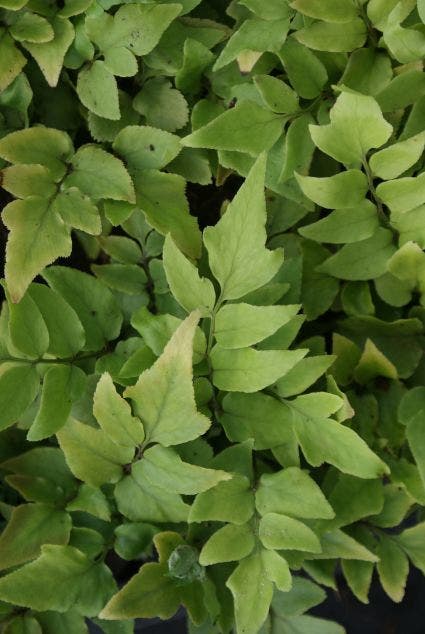  IJzervaren (Cyrtomium Fortunei)