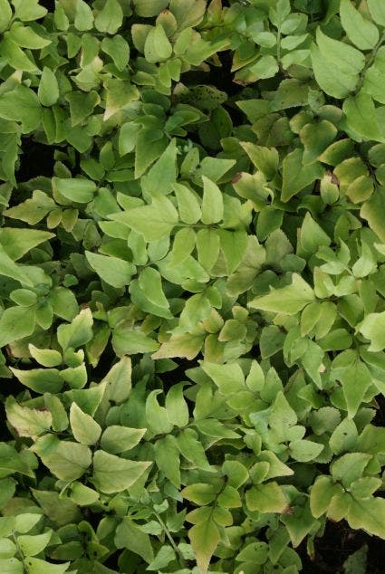  IJzervaren (Cyrtomium Fortunei)