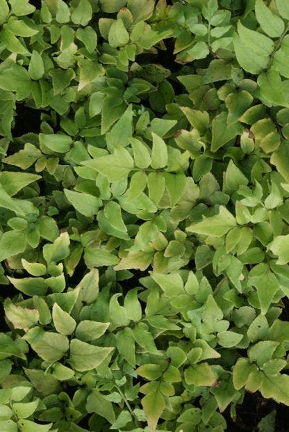  IJzervaren (Cyrtomium Fortunei)