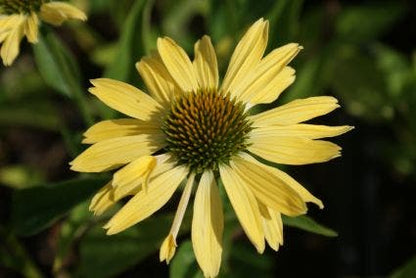  Zonnehoed (Echinacea Purpurea 'Sunrise')