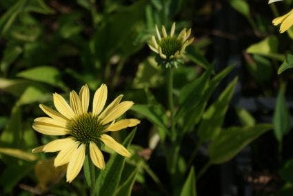  Zonnehoed (Echinacea Purpurea 'Sunrise')