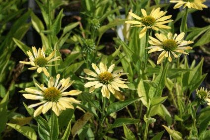  Zonnehoed (Echinacea Purpurea 'Sunrise')