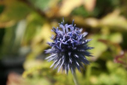  Kogeldistel (Echinops Bannaticus 'Taplow Blue')