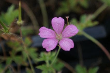  Ooievaarsbek (Geranium Endressii)