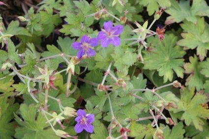  Ooievaarsbek (Geranium Wlassovianum)