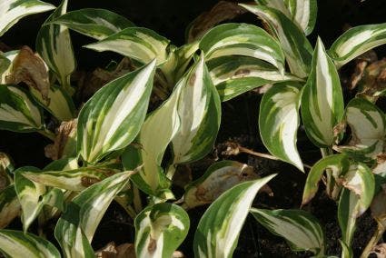  Funkia/Hartlelie (Hosta 'Fire And Ice')