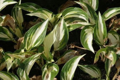  Funkia/Hartlelie (Hosta 'Fire And Ice')
