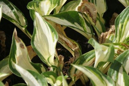  Funkia/Hartlelie (Hosta 'Fire And Ice')